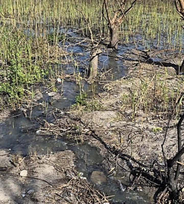 Азот перевищує норму в 13 разів: У миколаївському парку «Ліски» підтвердили витік каналізаційних стоків