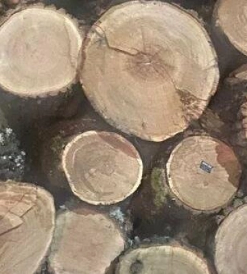 Нелегальна деревина на Одещині: у вантажівці виявили підозрілі колоди