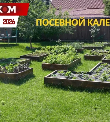 Посевной календарь на май 2026 года: время массовой посадки и борьбы за будущий урожай