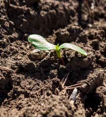 В Tekom Agro Group на Одещині отримали перші сходи соняшнику