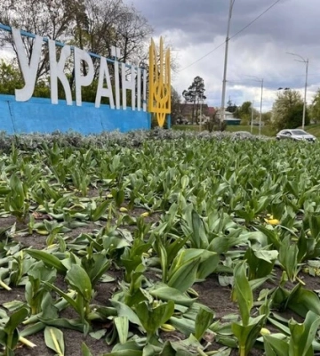 Вандали знищили клумби тюльпанів у двох районах столиці 