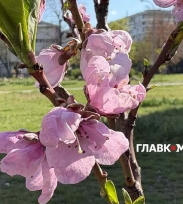 Наталка Діденко попередила про ймовірність заморозків уночі 30 квітня та розповіла, коли в Україні почне теплішати
