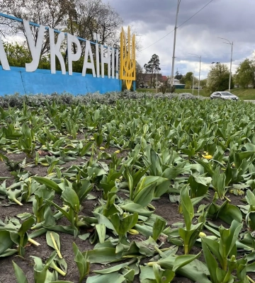 В Киеве неизвестные разрушили клумбы тюльпанов в двух районах – КГГА