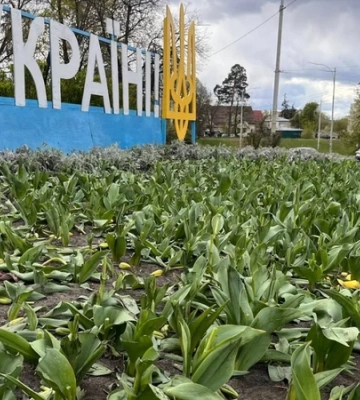Вандали знищили клумби тюльпанів у двох районах столиці 