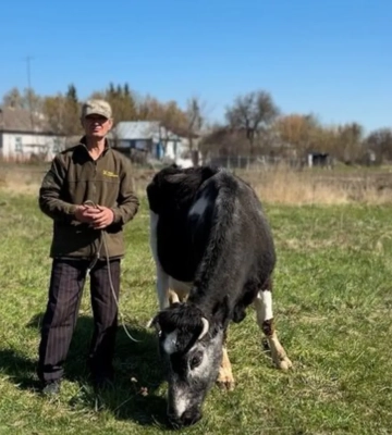 "Поставьте мешок золота, скажу – забирайте свое золото". В украинском селе живет 30-летняя корова Майка