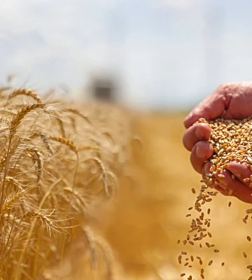 Валютна виручка від агроекспорту зросла: які продукти принесли Україні найбільше грошей