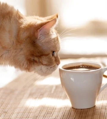☕️ Доброго ранку в п'ятницю: веселі побажання гарного дня і чудових вихідних