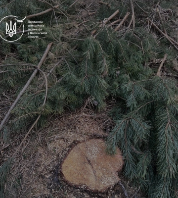 На Волині виявили одну з найбільших незаконних порубок останніх років
