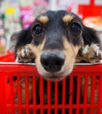 В Киеве не поддержали запрет на нахождение животных в продуктовых магазинах