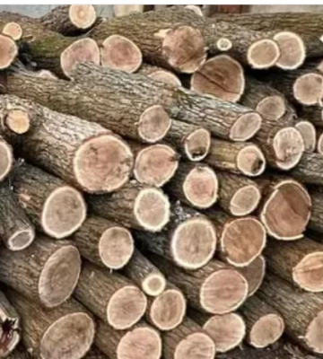 У лісовому господарстві на Одещині викрили схему вимагання грошей у підлеглих