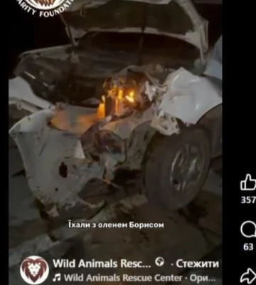 Олень Борис вже вдруге потрапив у аварію: що відомо про його стан 