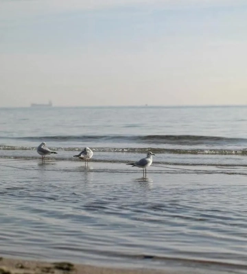Температура води в Одесі: наскільки прогрілося Чорне море