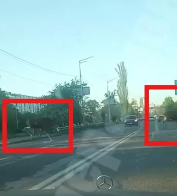 Увага на дорогах! У Києві помітили лосів-спринтерів (ВІДЕО)