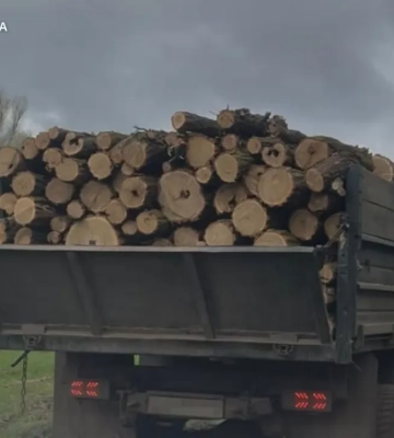 Пів року валили ліс без дозволів і продавали деревину — чотирьох «чорних лісорубів» затримали на Дніпропетровщині