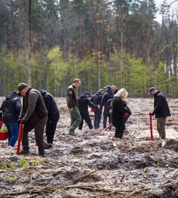 На розмінованих землях Тетерівського лісництва на Київщині висаджено нові дерева 