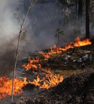 Пожар в Зоне отчуждения в Киевской области охватил более 1100 га, продолжается масштабная ликвидация – ГСЧС
