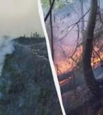 «Він беззахисний»: Карпатський заповідник показав кадри вогняного пекла в горах (ВІДЕО)