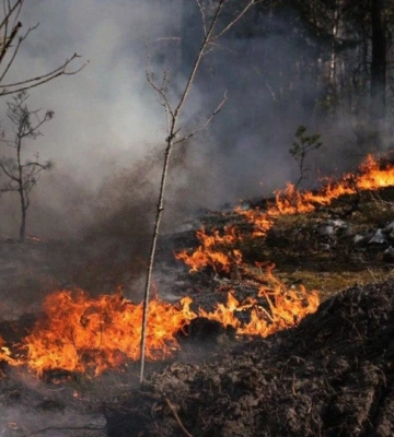 На Закарпатті ліквідували лісову пожежу