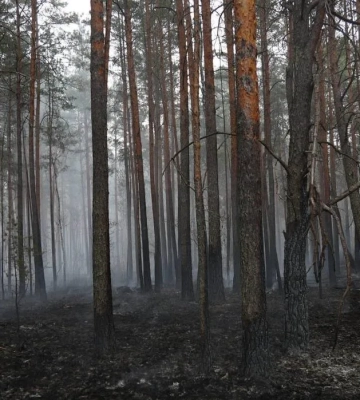 Масштабна пожежа на Житомирщині: вогонь у Поліському заповіднику локалізували на площі 500 га