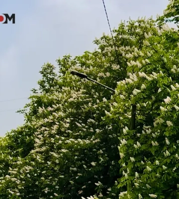 В Україні до +25°, місцями дощі з грозами: погода на 9 травня 2026