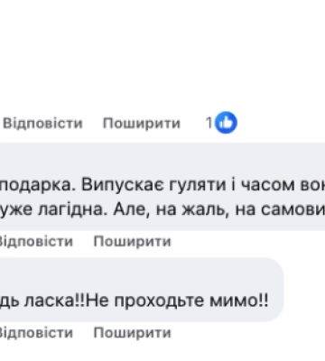 На Гравітоні у Чернівцях собака з ошийником гуляє без господарів
