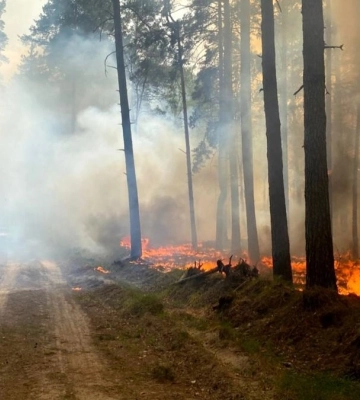У Чернігівській області вдалося локалізувати масштабну лісову пожежу — фото