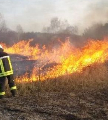 Палили траву і побили лісника, який хотів їх затримати: як покарали двох волинян