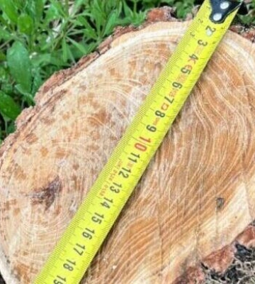 В Одесі незаконно вирубали дерева: порушників оштрафували