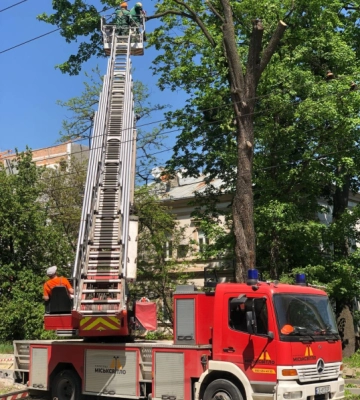 У Чернівцях на Головній комунальники рубають величезне здорове дерево