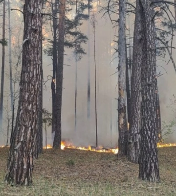 Лісові пожежі на Чернігівщині сягнули 5800 гектарів