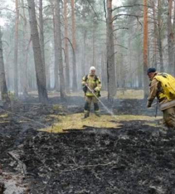 Лісова пожежа на Житомирщині: вогонь загасили на площі 250 гектарів