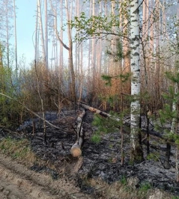 На Чернігівщині вогнеборці локалізували масштабну лісову пожежу