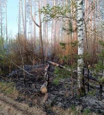 На Чернігівщині зупинили поширення масштабної лісової пожежі