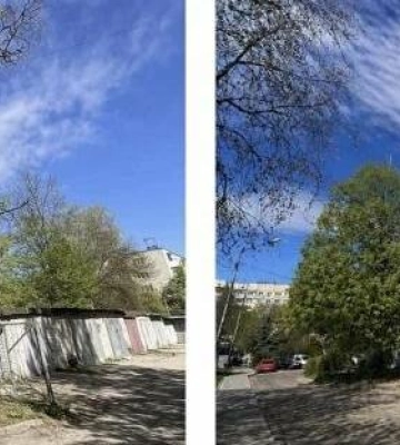 Працівниці райадміністрації у Львові оголосили догану через згенероване ШІ фото обрізки дерева