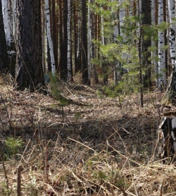 У лісі на Волині знайшли тіло чоловіка