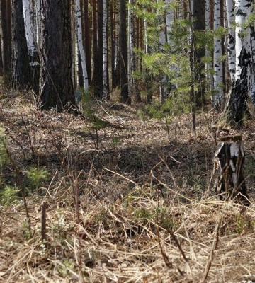 У лісі на Волині знайшли тіло чоловіка