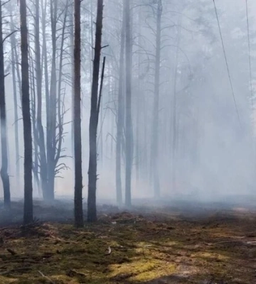 Вирувала кілька днів. У Чорнобильській зоні ліквідовано масштабну лісову пожежу