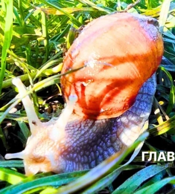 В Україні дощі, грози: погода на 14 травня
