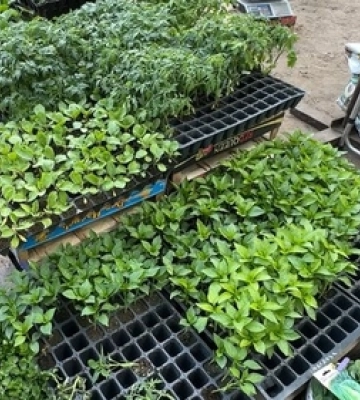 На луцьких ринках розпочали продаж ранньої розсади овочів: коли висаджувати
