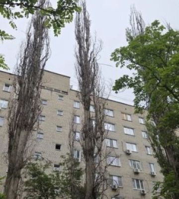 У Миколаєві близько 60 відсотків дерев потребують знесення
