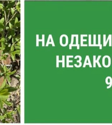 Масова вирубка дубів на Одещині: державі завдали мільйонних збитків