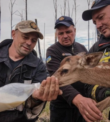На Київщині під час гасіння пожеж вогнеборці врятували двох оленят