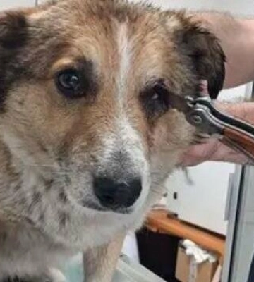 У Дніпрі знайшли двох собак у крові — одна з ножем в оці