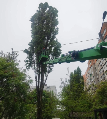 В Одесі з початку року підрізали понад 2100 дерев 