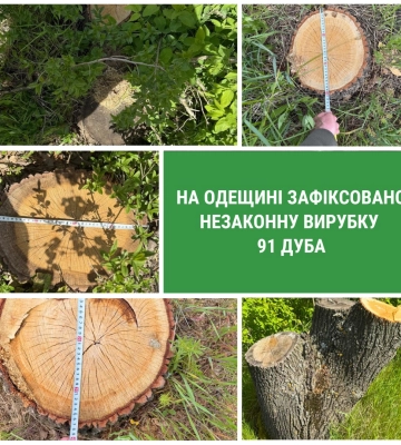 Браконьєри знищили майже сотню дубів у лісосмузі на Одещині 