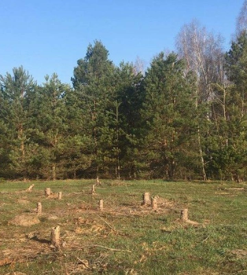 Прокуратура через суд вимагає захисту самосівних лісів у Миколаєві