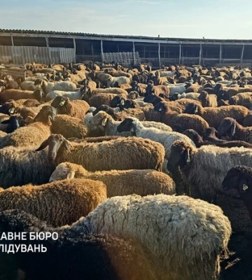 На Одещині викрили розкрадання ₴20 мільйонів на державній програмі підтримки тваринництва