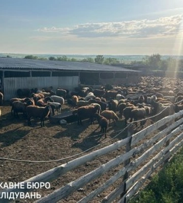 На Одещині викрили розкрадання ₴20 мільйонів на державній програмі підтримки тваринництва