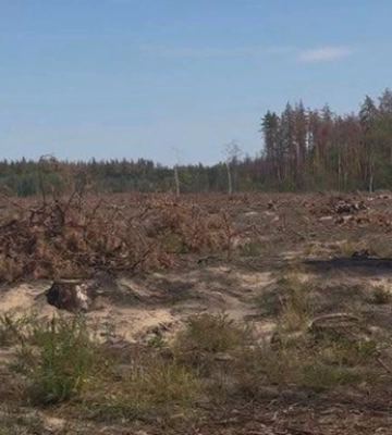 Директора лісгоспу судитимуть за вирубку 18 тисяч дерев