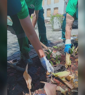 З клумб у центрі Харкова викопують тюльпани 